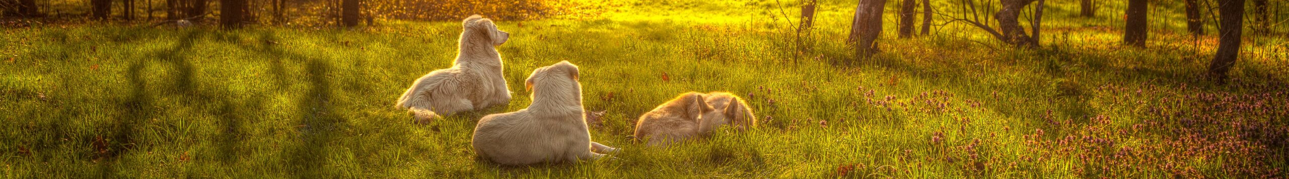Header Image